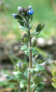 Breckland Speedwell