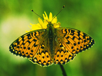Dark Green Fritillary