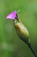 Proliferous Pink