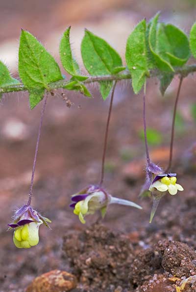 Sharp-leaved Fluellen