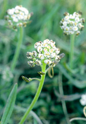 Shepherd's Cress