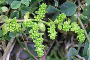 Smooth Rupturewort